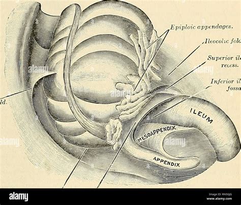 Ileocecal hi-res stock photography and images - Alamy