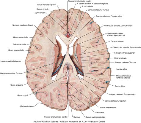 MemorAid Test BA1A1 Hersenen Horizontaal Week 4