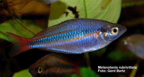 Melanotaenia Rubrivittata M Spec Wapoga River Rainbowfishstable