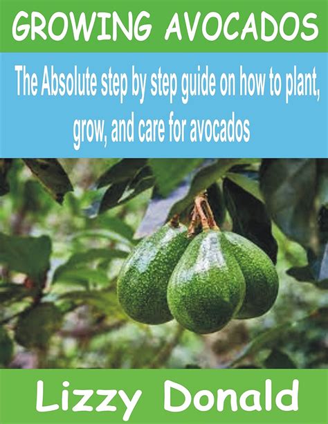 Growing Avocados The Absolute Step By Step Guide On How To Plant Grow