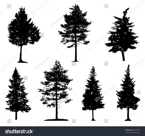 Coniferous Trees Silhouettes Stock Vector Shutterstock