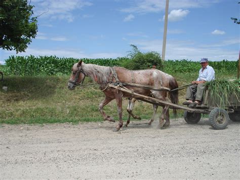 File:Horse with cart.jpg - Wikipedia