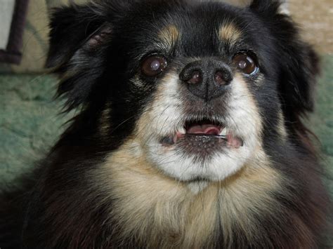 Free stock photo of Barking Dog, Charlie Puppy, pomeranian