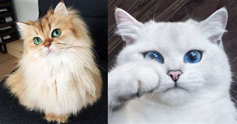 Les 10 Chats Les Plus Magnifiques Au Monde