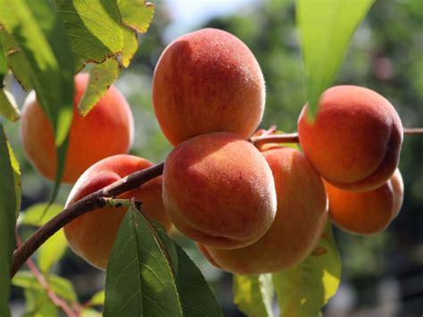 Pfirsich Red Haven Prunus Persica Red Haven Baumschule Horstmann