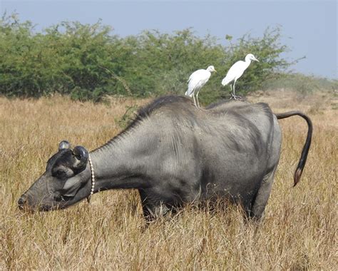 Cattle Egrets On Buffalo Birdforum