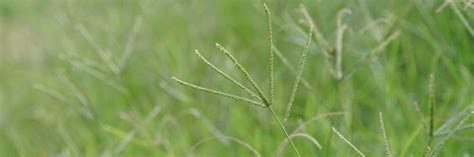 Goosegrass Control How To Get Rid Of Goosegrass Diy Goosegrass Treatment Guide Solutions