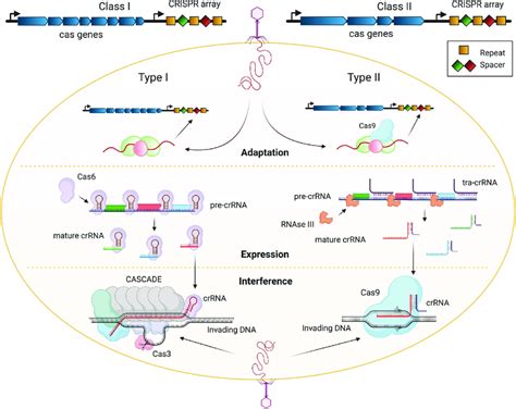 Mechanisms Of Action Of CRISPR Cas Immunity Left Class I CRISPR Cas