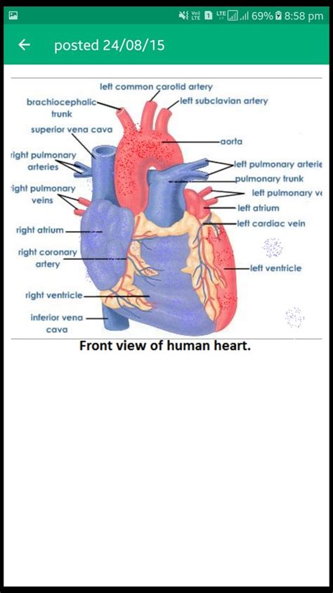 Draw A Diagram Of The Front And Sectional View Of Human Heart And Label