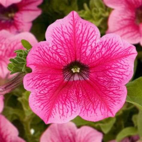 Petunia Hot Pink Schneider Bv Schneider Young Plant And Seed