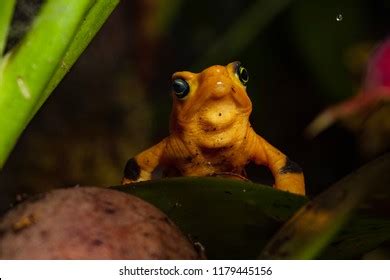 54 Panamanian Golden Frog Images, Stock Photos & Vectors | Shutterstock