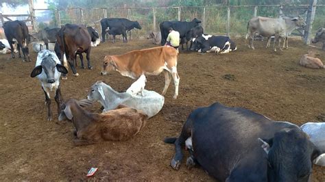 Ordenhando as vacas no curral pela manhã Vacas e bezerros tranquilos