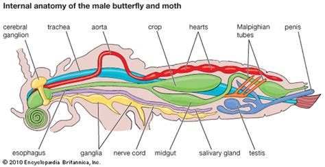 Anatomy - Blue Morpho