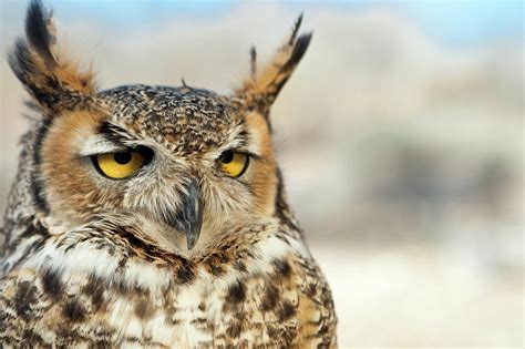 Great Horned Owl Bubo Virginianus Photograph By Michele Westmorland