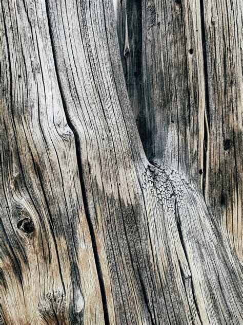 Close Up Of Bark From Fire Damaged And Dead Old Growth Pine Tree By