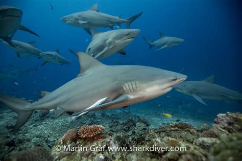 I was surrounded by bull sharks! - SharkDiver