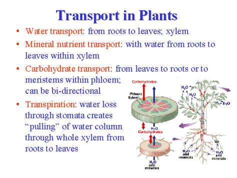 Transport In Plants