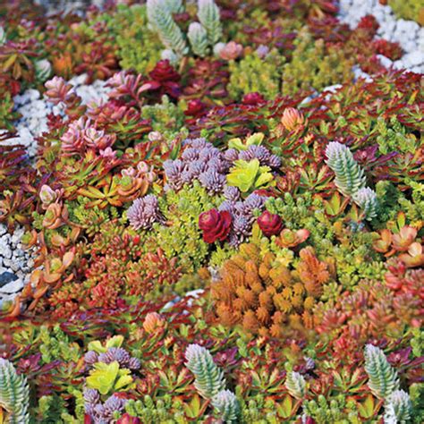 Creeping Blue Sedum Vibrant Ground Cover Gurney S