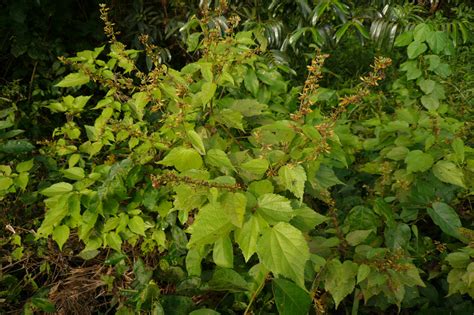 Triumfetta Cordifolia Images Useful Tropical Plants