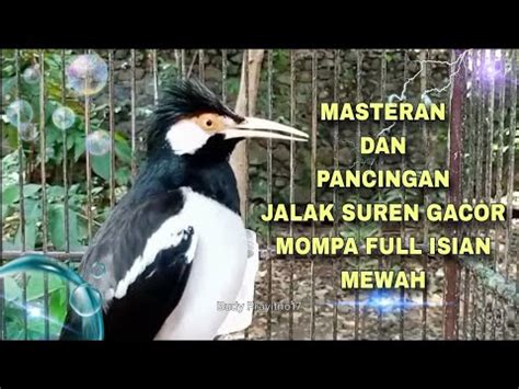 BURUNG JALAK SUREN GACOR MOMPA FULL ISIAN MEWAH PALING DIMINATI YouTube