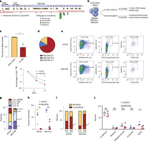 Generating A Faithful Model Of Mecom Haploinsufficiency And Hsc Loss A