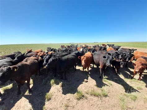 Estrategias para una producción ganadera sustentable Argentina gob ar