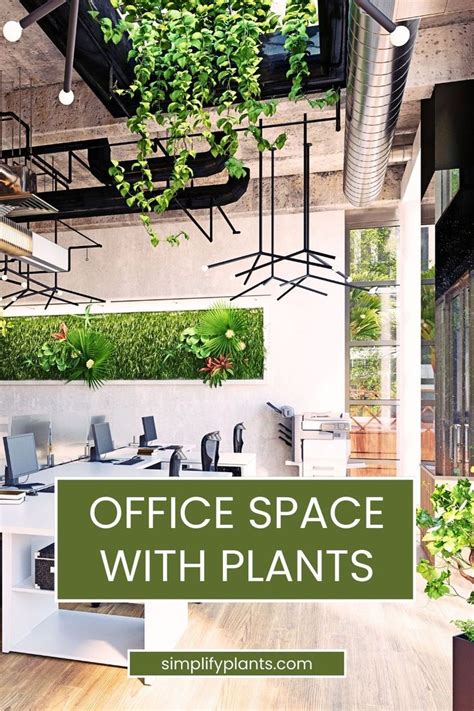 Office Space With Plants- Types of House plants | Indoor Plant Care ...