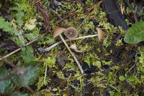 Psilocybe Pelliculosa The Ultimate Mushroom Guide