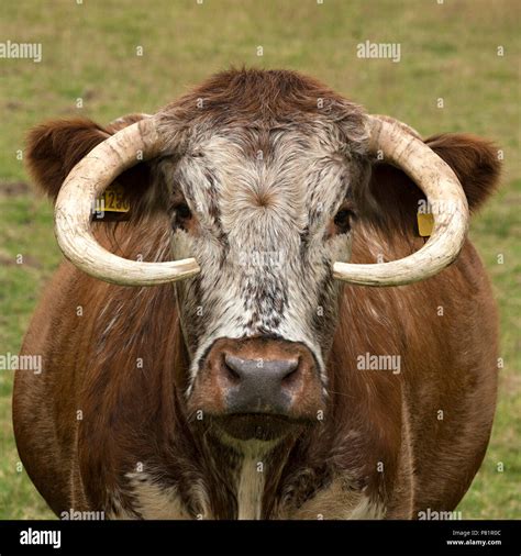 Longhorned Cow Hi Res Stock Photography And Images Alamy