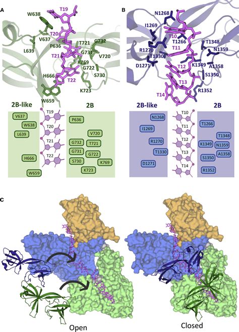 Role Of B B Like Sub Domains In Ssdna Binding A Details Of Ssdna