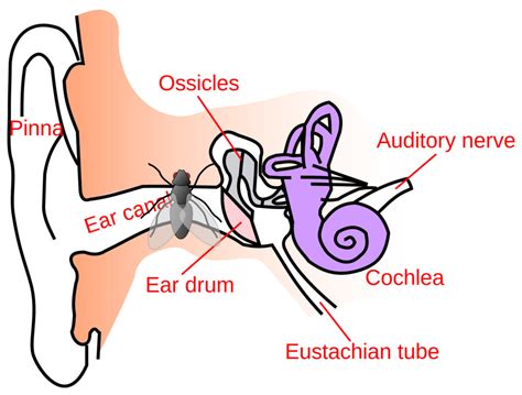 Bug In The Ear... The Real Thing | Jacob S. Paulsen.com