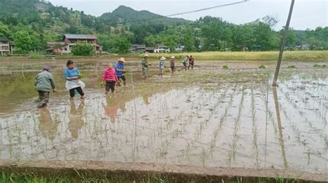 达州通川：抢抓农时，秧田水满插秧忙新浪四川新浪网