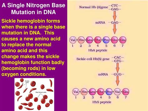 Ppt Mutation Powerpoint Presentation Free Download Id 9292378