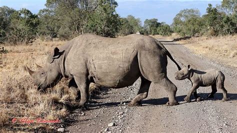 Pachyderm Photo Gallery Glyn Edmunds Photographer