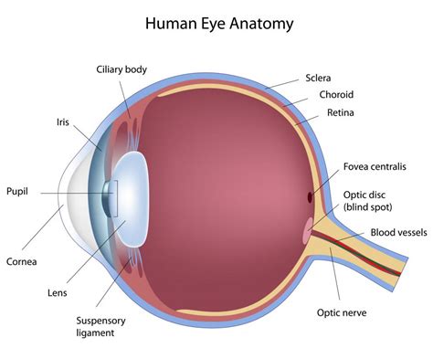 What are Eye Nerves? (with pictures)