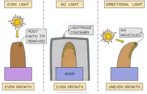 Aqa A Level Biology Indoleacetic Acid Iaa