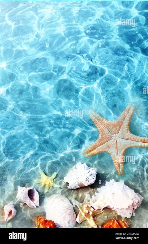 Starfish And Seashell On The Summer Beach In Sea Water Summer