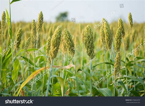 Jowar Grain Sorghum Crop Farm Salunkwadi Stock Photo 278662079