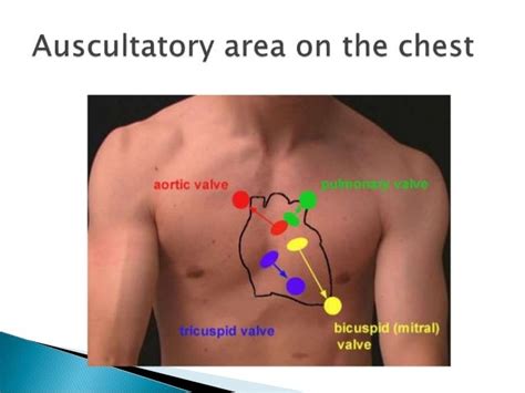 Physical Examination Of The Heart