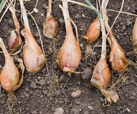 Learn How To Grow Shallots From An Experienced Gardener Homes Gardens