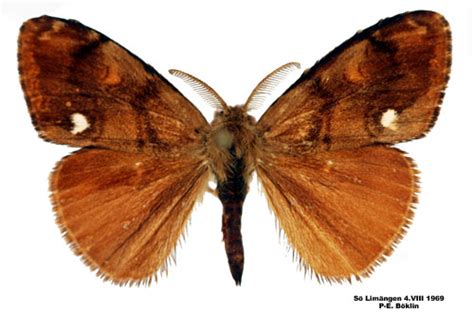 orgyia antiqua insecta lepidoptera lymantriidae