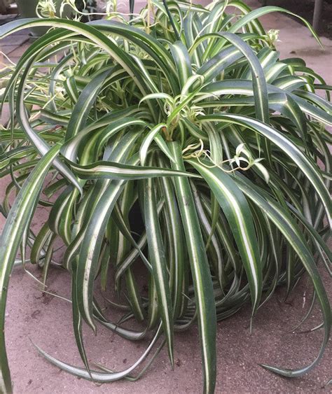 Spider Plant Chlorophytum Comosum Madison Flower Shop