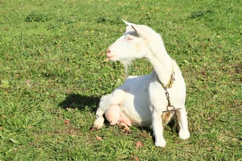 Goat Udder Stock Images Download 611 Royalty Free Photos