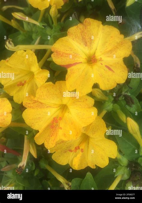 Cestrum Nocturnum Flowers Stock Photo Alamy