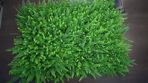 Doleader Artificial Boxwood Hedge Wall Vertical Garden Decoration