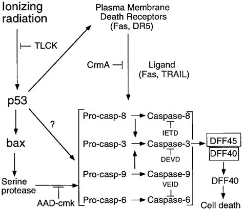 Model Of Protease Activation In Ir Triggered Bax Mediated Cell Death