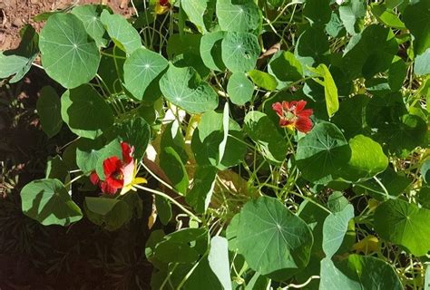 Curso de Plantas Medicinais e Alimentícias Não Convencionais está