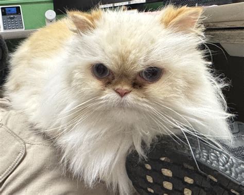 Ames - Update: He was reunited with his family! Do you recognize this