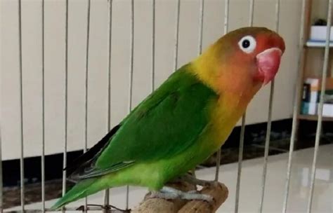 ciri ciri lovebird josan karakter   memilihnya duniakicaunet