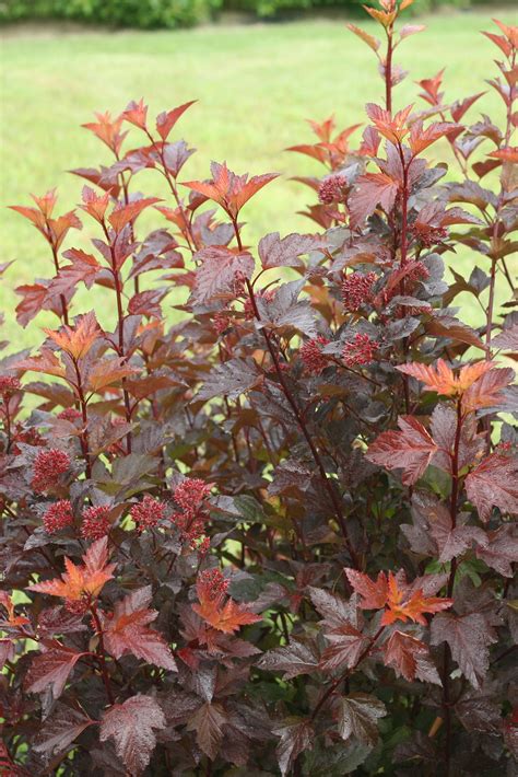 Ginger Wine® Ninebark Physocarpus Opulifolius Proven Winners